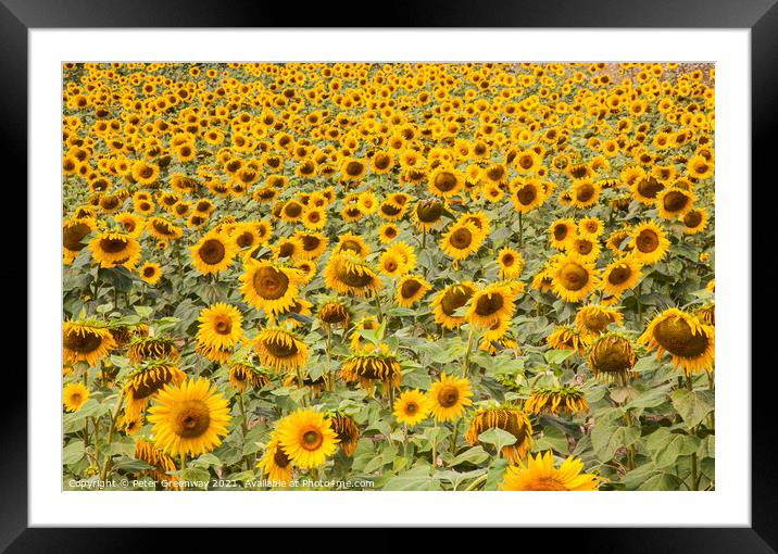A Field Of Sunflowers In Sandeep, Dordogne, France Framed Mounted Print by Peter Greenway