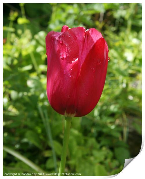 Red Tulip after the rain Print by Sandra Day