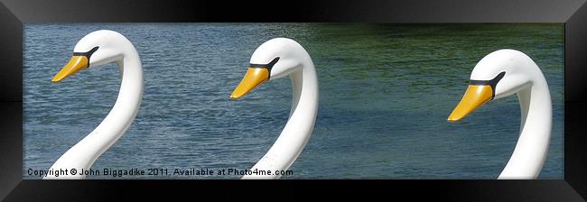 Swan,Two,Three Framed Print by John Biggadike