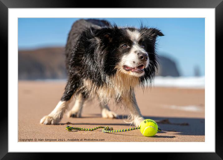 Sam the Border Collie Framed Mounted Print by Alan Simpson