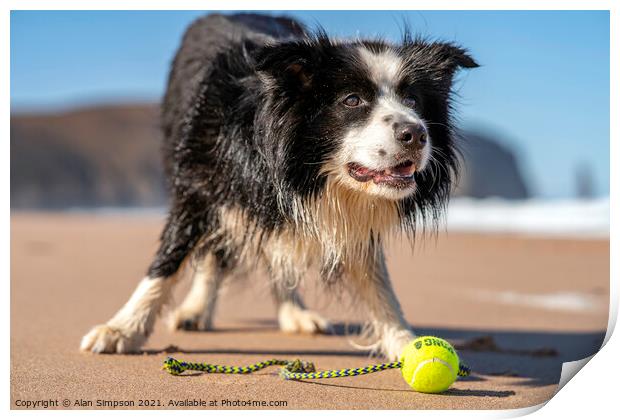 Sam the Border Collie Print by Alan Simpson