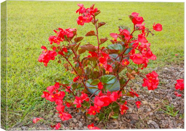 a new guinea plant of red color Canvas Print by daniele mattioda