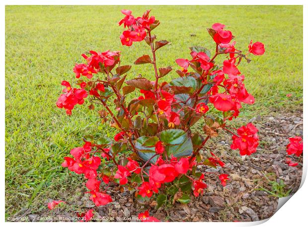 a new guinea plant of red color Print by daniele mattioda