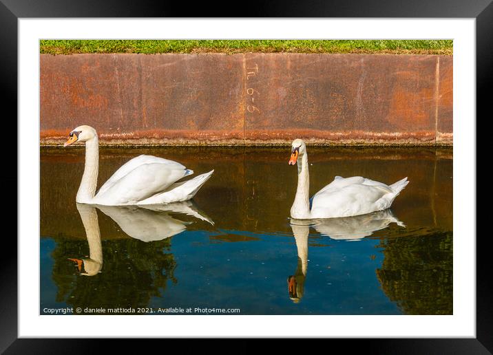 pair of swans Framed Mounted Print by daniele mattioda