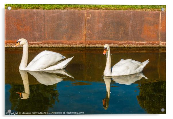 pair of swans Acrylic by daniele mattioda