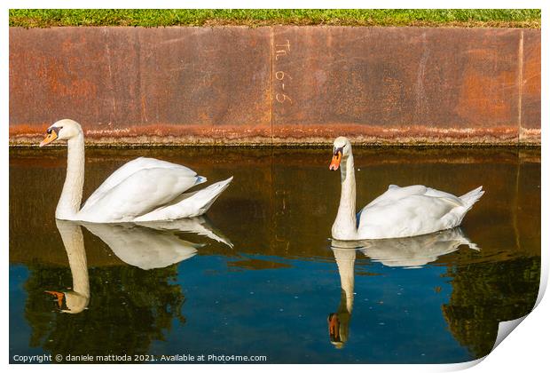 pair of swans Print by daniele mattioda