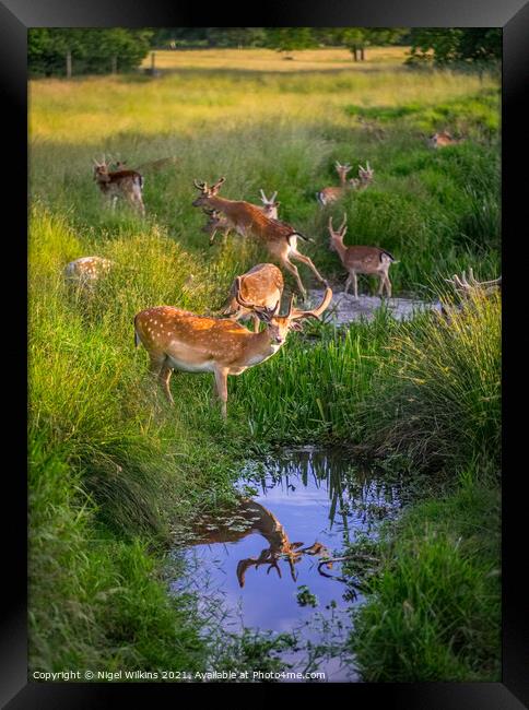 Fallow Deer Framed Print by Nigel Wilkins