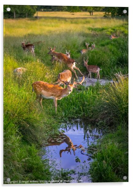 Fallow Deer Acrylic by Nigel Wilkins
