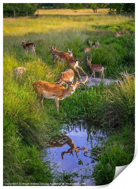 Fallow Deer Print by Nigel Wilkins