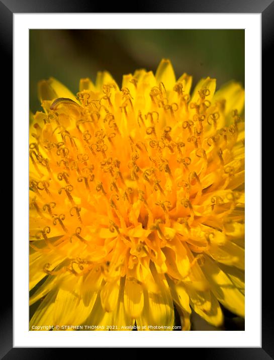 Dandelion Macro Framed Mounted Print by STEPHEN THOMAS