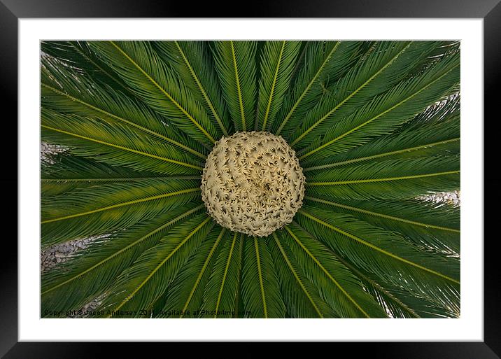 Spanish Cactus Plant Framed Mounted Print by Jacob Andersen