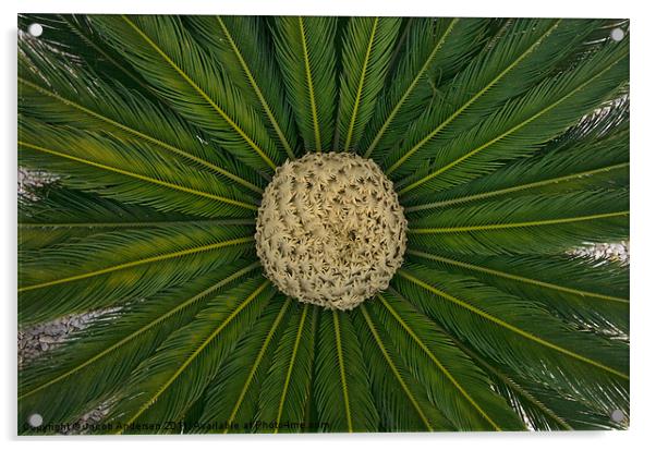 Spanish Cactus Plant Acrylic by Jacob Andersen
