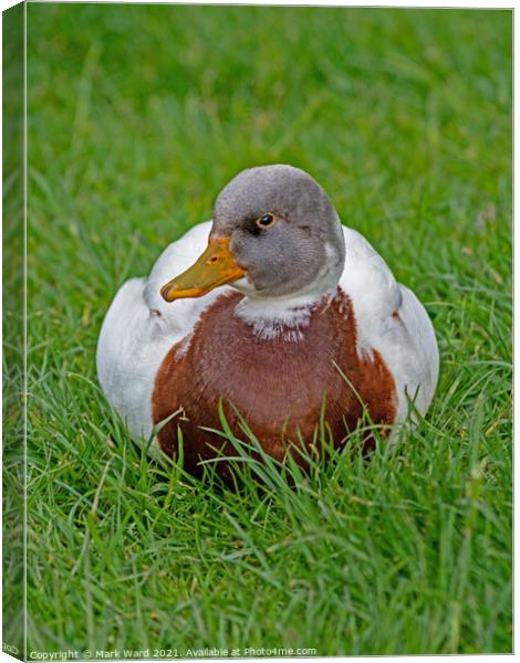 Resting Duck Canvas Print by Mark Ward
