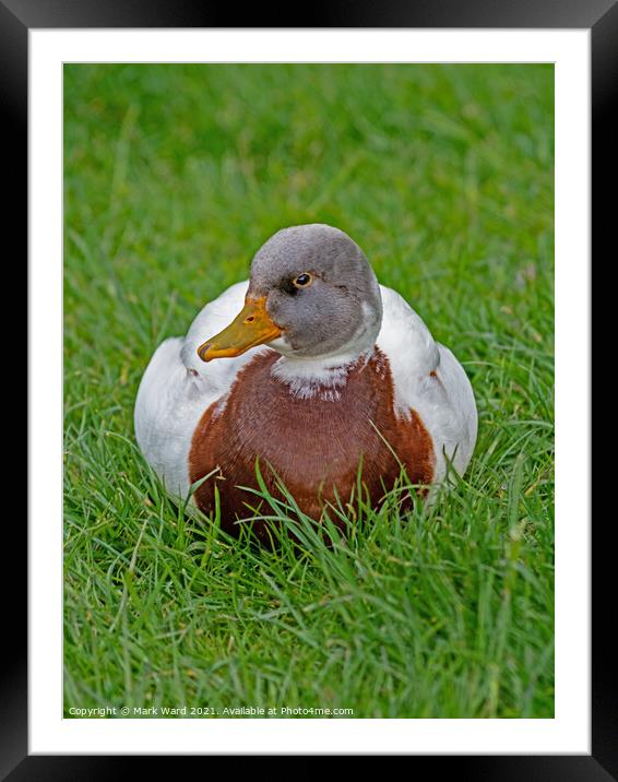 Resting Duck Framed Mounted Print by Mark Ward