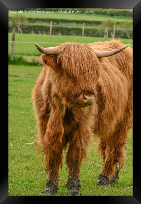 Regal Highland Cow Framed Print by Aimie Burley