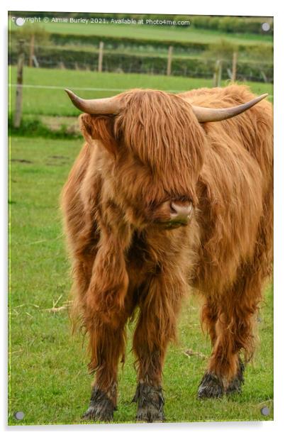 Regal Highland Cow Acrylic by Aimie Burley