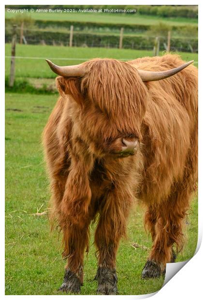 Regal Highland Cow Print by Aimie Burley
