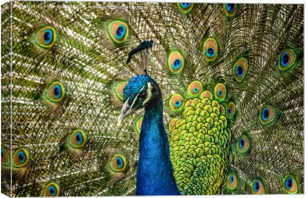 Regal splendor of the peacock Canvas Print by Aimie Burley