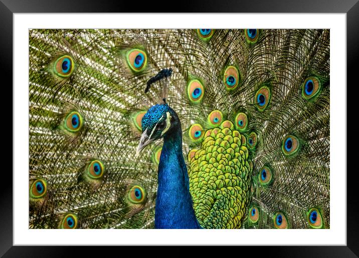 Regal splendor of the peacock Framed Mounted Print by Aimie Burley