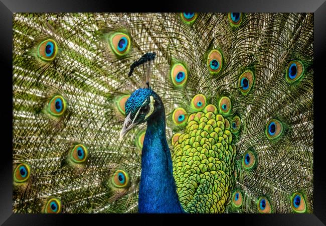 Regal splendor of the peacock Framed Print by Aimie Burley