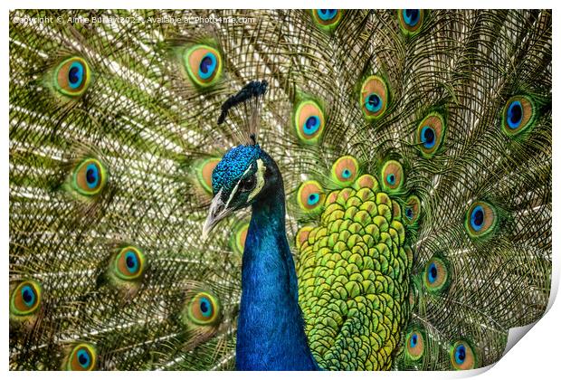 Regal splendor of the peacock Print by Aimie Burley