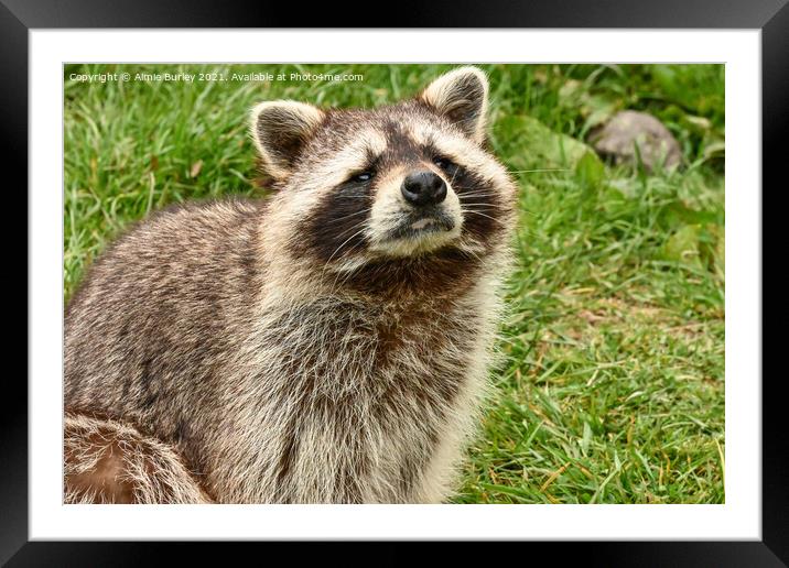 Solitary Raccoon Framed Mounted Print by Aimie Burley