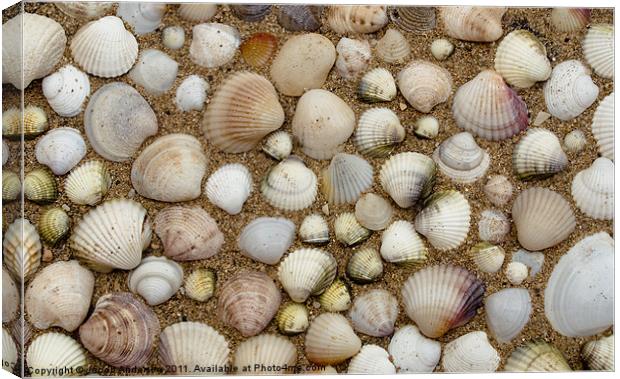 Sea Shells Canvas Print by Jacob Andersen