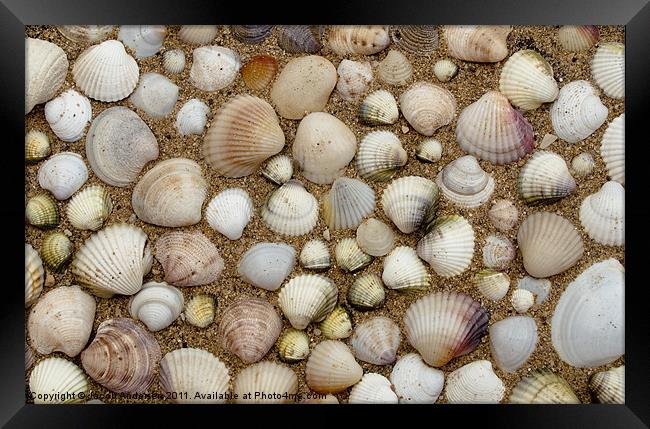 Sea Shells Framed Print by Jacob Andersen