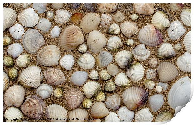 Sea Shells Print by Jacob Andersen