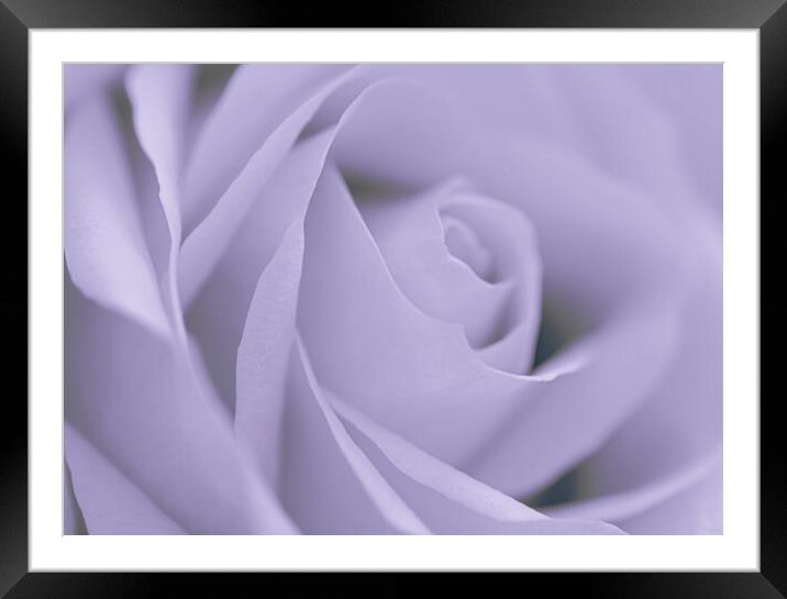 Soft Blue Rose Framed Mounted Print by David Neighbour