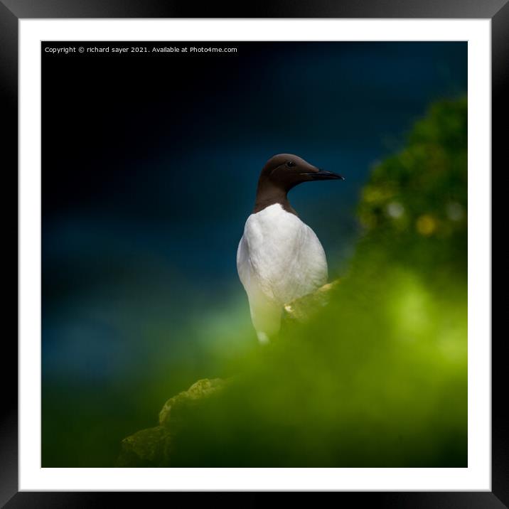 Guillemot in the Green Framed Mounted Print by richard sayer