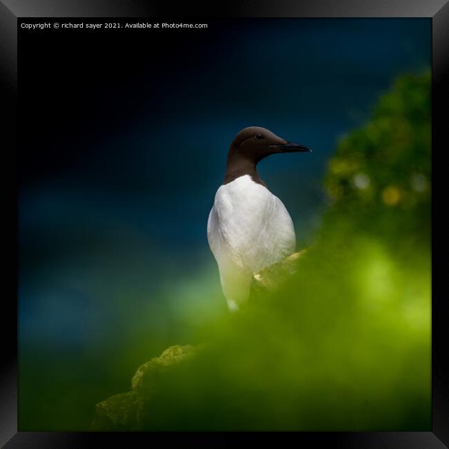 Guillemot in the Green Framed Print by richard sayer