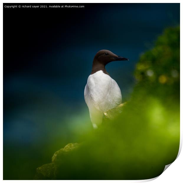 Guillemot in the Green Print by richard sayer