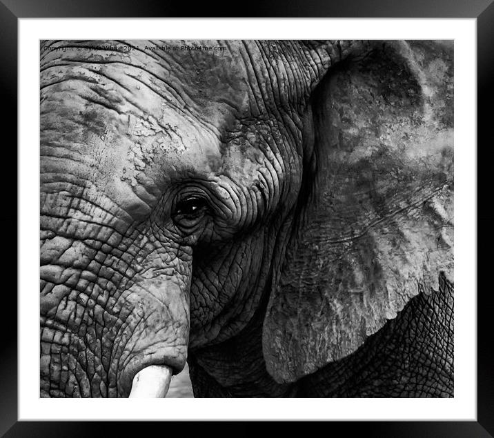 The African Framed Mounted Print by Sylvia White
