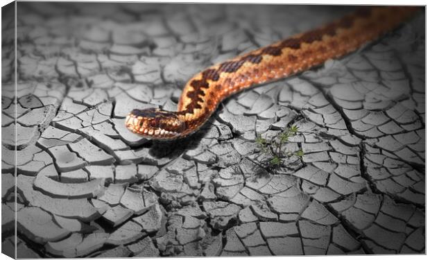Adder Popped Canvas Print by David Neighbour
