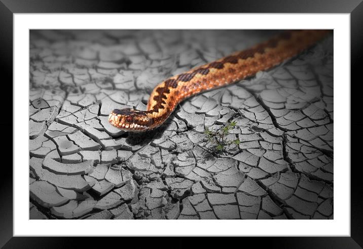 Adder Popped Framed Mounted Print by David Neighbour