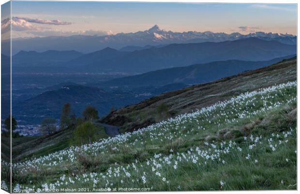 Daffodils Hill Landscape Sunset Monviso Piemonte Italy Canvas Print by Fabrizio Malisan