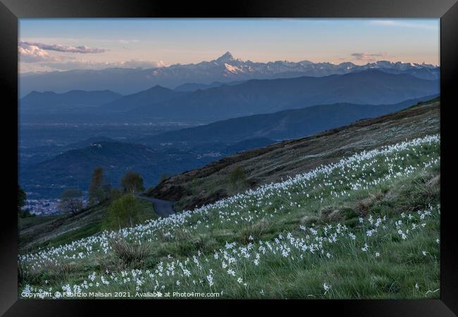 Daffodils Hill Landscape Sunset Monviso Piemonte Italy Framed Print by Fabrizio Malisan