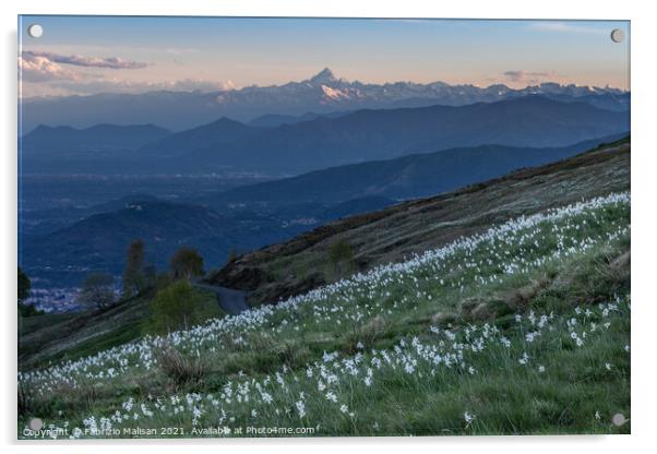 Daffodils Hill Landscape Sunset Monviso Piemonte Italy Acrylic by Fabrizio Malisan