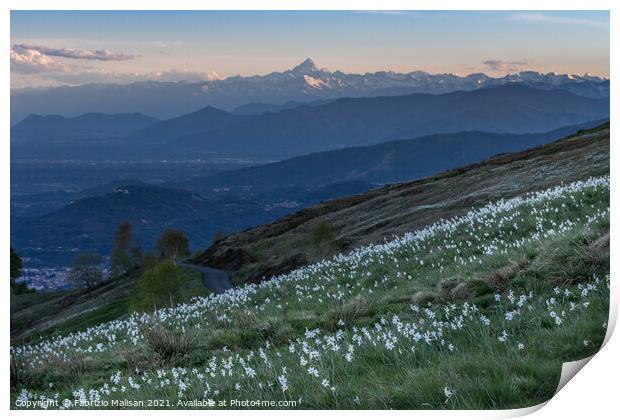 Daffodils Hill Landscape Sunset Monviso Piemonte Italy Print by Fabrizio Malisan