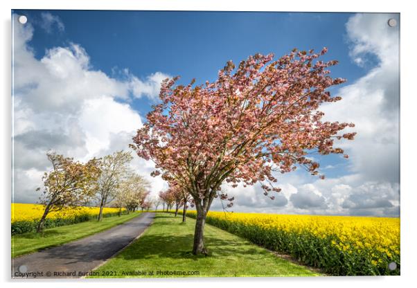 Cherry Blossom Grove, Huggate Acrylic by Richard Burdon