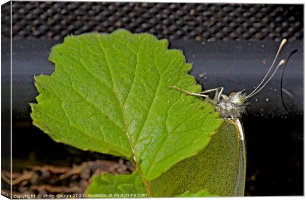Cabbage White Resting Canvas Print by Philip Gough