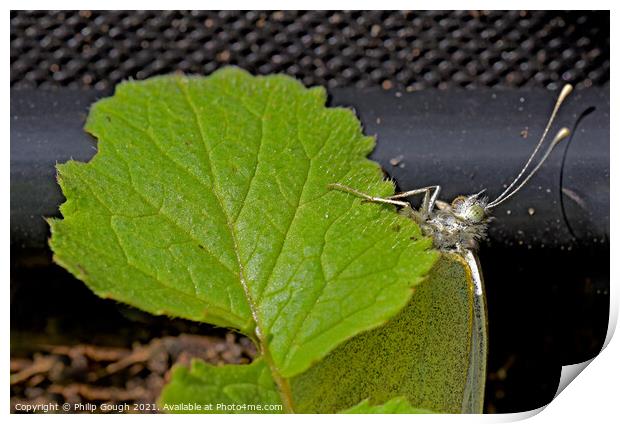 Cabbage White Resting Print by Philip Gough