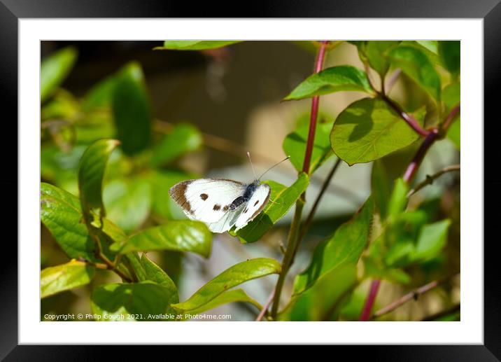 Butterfly Nature Framed Mounted Print by Philip Gough