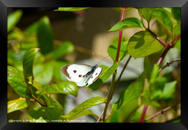 Butterfly Nature Framed Print by Philip Gough