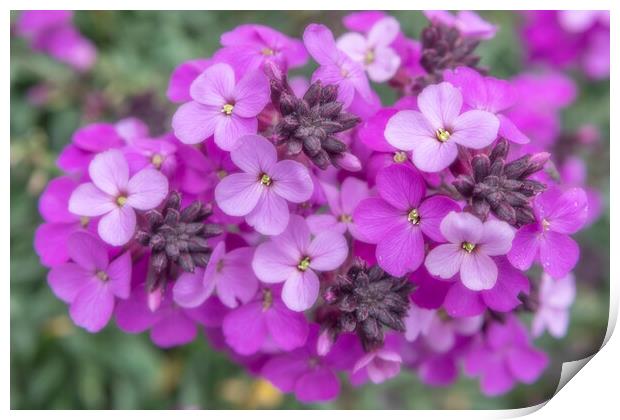 Small Purple Flowers Print by David Hare