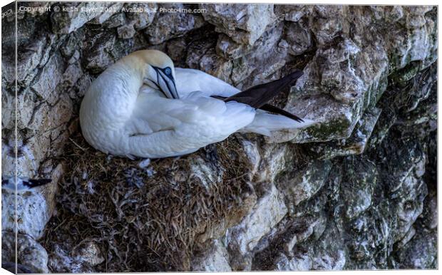 Northern Gannet Canvas Print by keith sayer