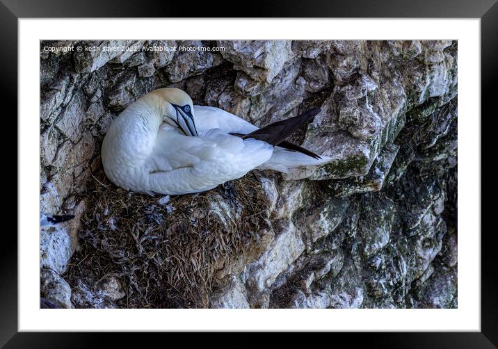 Northern Gannet Framed Mounted Print by keith sayer