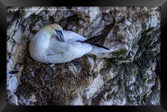 Northern Gannet Framed Print by keith sayer