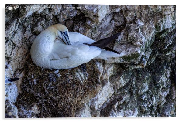 Northern Gannet Acrylic by keith sayer